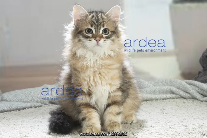  : Siberian cat indoors
