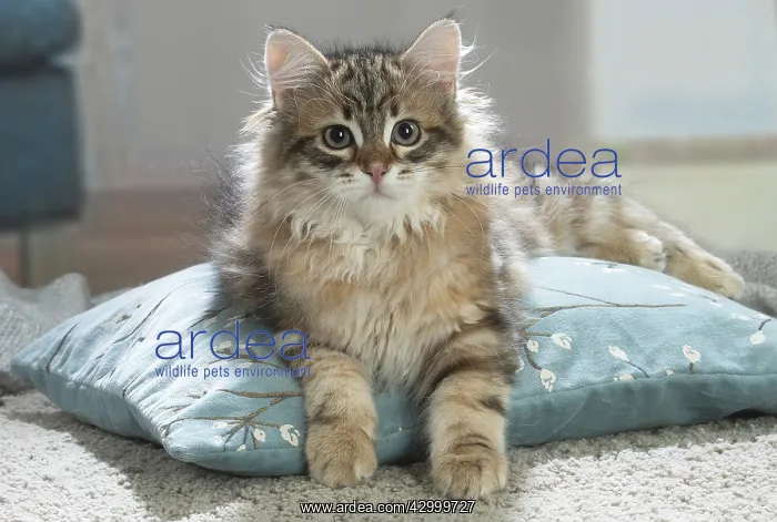 : Siberian cat indoors : Siberian cat indoors