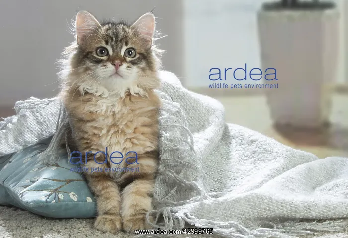 : Siberian cat indoors : Siberian cat indoors