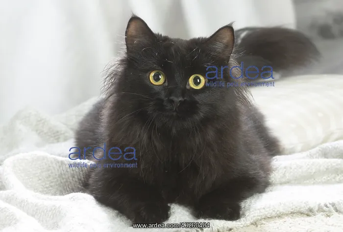 : Siberian cat indoors : Siberian cat indoors