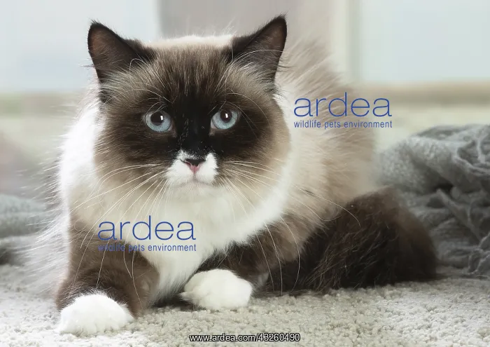 : Siberian cat indoors : Siberian cat indoors