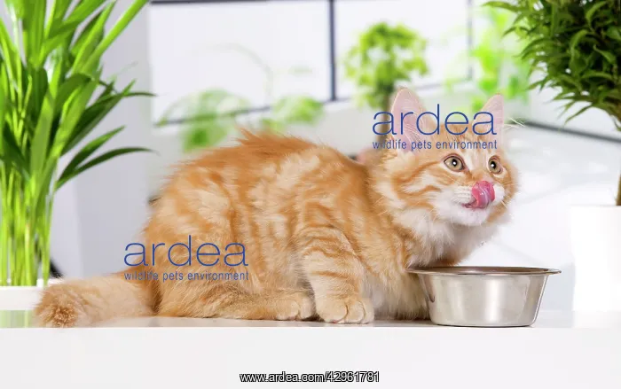  : Siberian Cat - kitten
