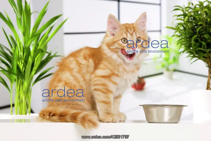  : Siberian Cat - kitten