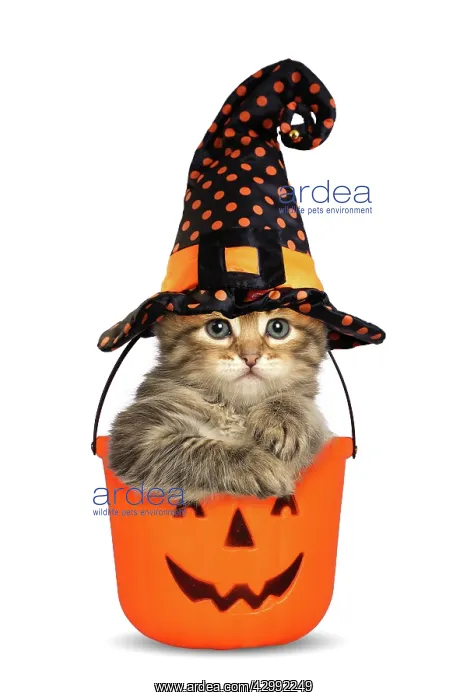 : Siberian Cat, kitten in Halloween bucket wearing : Siberian Cat, kitten in Halloween bucket wearing