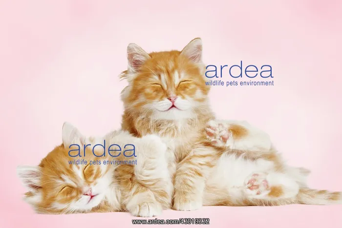 : Siberian Cat - kittens cuddling : Siberian Cat - kittens cuddling