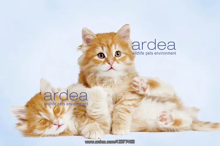 : Siberian Cat - two kittens cuddling : Siberian Cat - two kittens cuddling