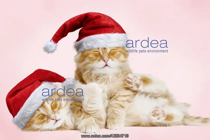 : Siberian Cat, kittens cuddling and smiling wearing : Siberian Cat, kittens cuddling and smiling wearing