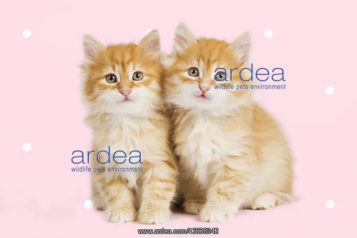 : Siberian Cat - kittens smiling - happy : Siberian Cat - kittens smiling - happy