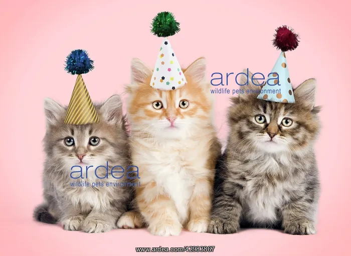 : Siberian Cat, kittens wearing birthday party : Siberian Cat, kittens wearing birthday party
