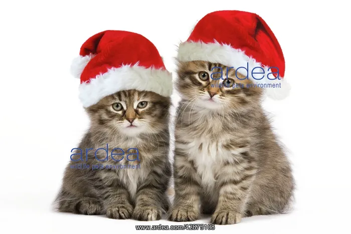 : Siberian Cat - kittens wearing Christmas hats : Siberian Cat - kittens wearing Christmas hats