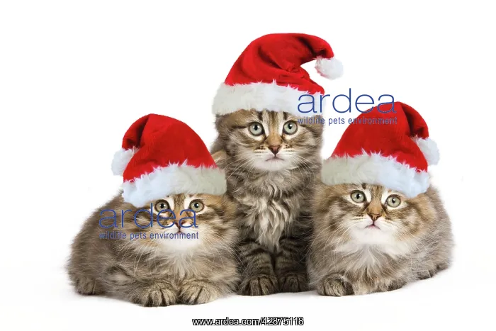 : Siberian Cat - kittens wearing Christmas hats : Siberian Cat - kittens wearing Christmas hats
