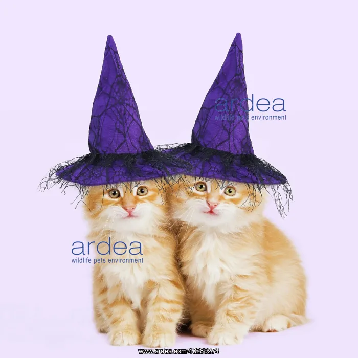 : Siberian Cat - kittens wearing purple witch hats : Siberian Cat - kittens wearing purple witch hats