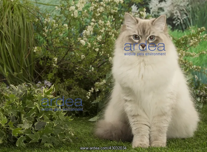  : Siberian cat outside in the garden