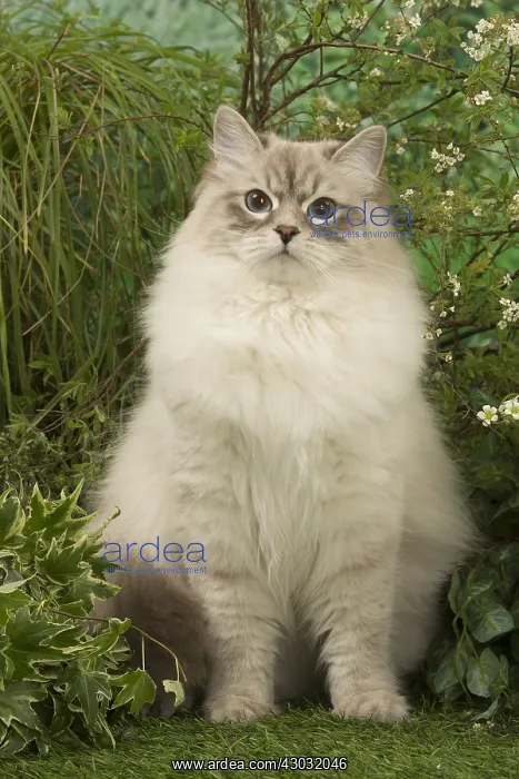  : Siberian cat outside in the garden