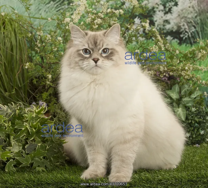  : Siberian cat outside in the garden