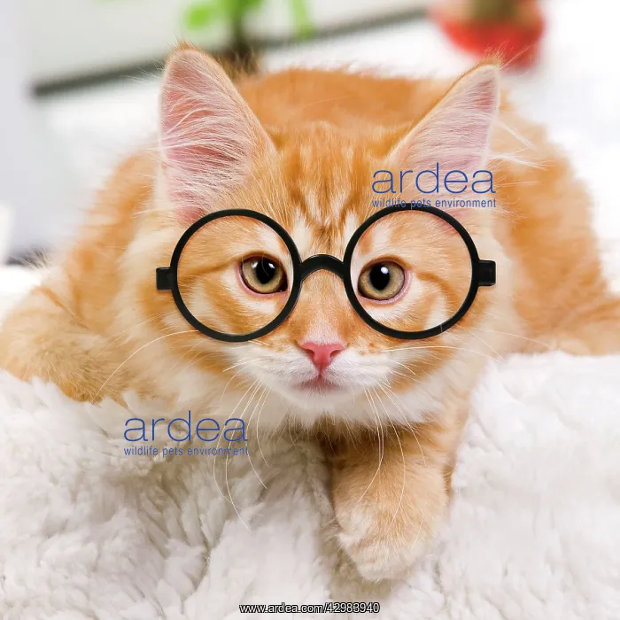 : Siberian Cat wearing glasses : Siberian Cat wearing glasses