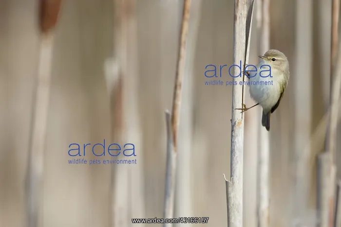 : Siberian Chiffchaff : Siberian Chiffchaff
