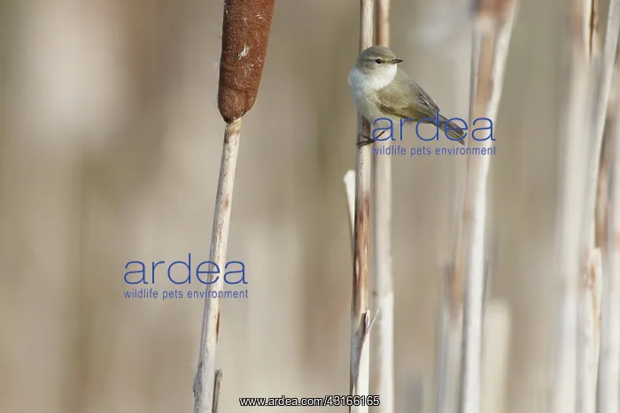 : Siberian Chiffchaff : Siberian Chiffchaff