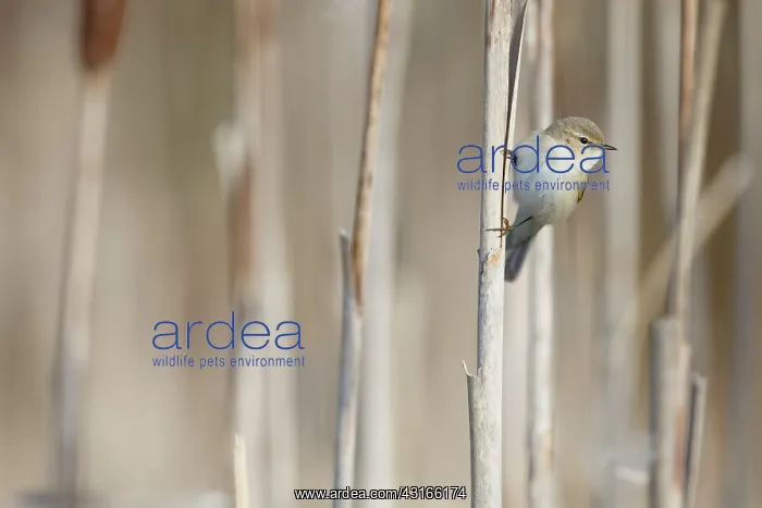 : Siberian Chiffchaff : Siberian Chiffchaff