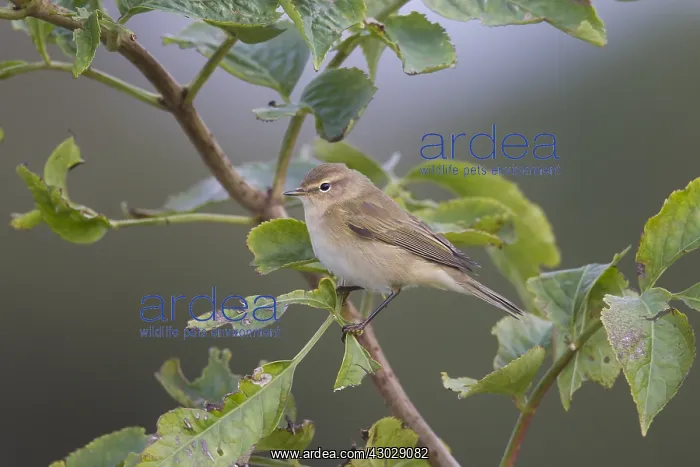  : Siberian chiffchaff - adult bird - Sweden