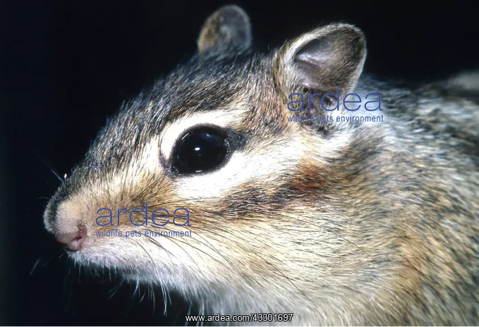 : SIBERIAN CHIPMUNK - close-up of head : SIBERIAN CHIPMUNK - close-up of head