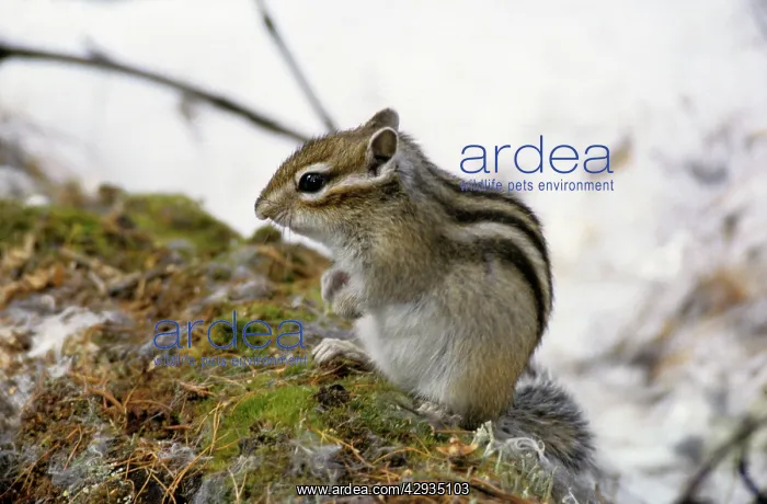 : Siberian chipmunk feeds on forest floor : Siberian chipmunk feeds on forest floor