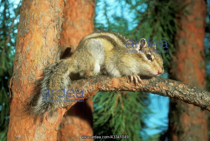  : Siberian Chipmunk - hiding on pine tree