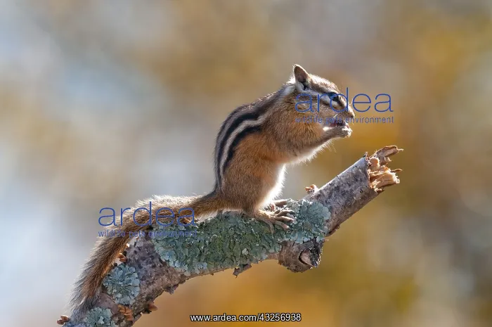: Siberian Chipmunk (Tamias sibiricus) eating on : Siberian Chipmunk (Tamias sibiricus) eating on
