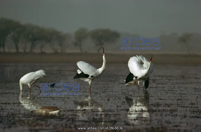: Siberian Crane - Displaying : Siberian Crane - Displaying