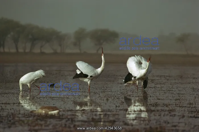 : Siberian crane (Grus leucogeranus) Endangered : Siberian crane (Grus leucogeranus) Endangered