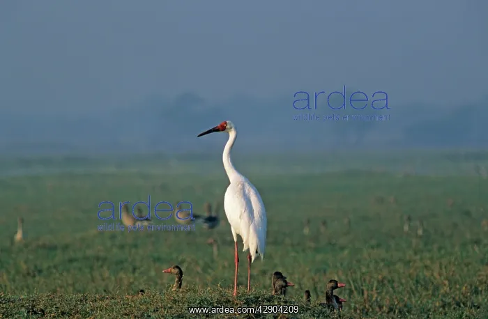 : Siberian Crane on the mound : Siberian Crane on the mound