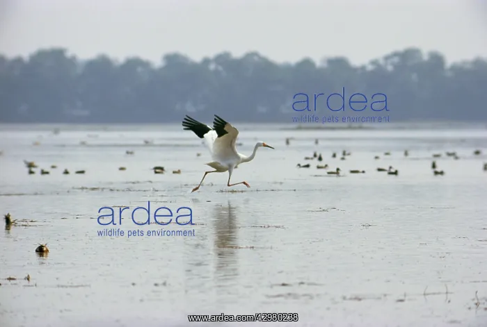 : Siberian Crane - preparing to take off : Siberian Crane - preparing to take off