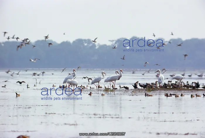  : Siberian Cranes - in wetland habitat