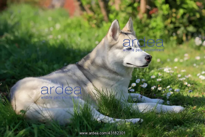 : Siberian Domestic dog (Canis lupus familiaris) : Siberian Domestic dog (Canis lupus familiaris)