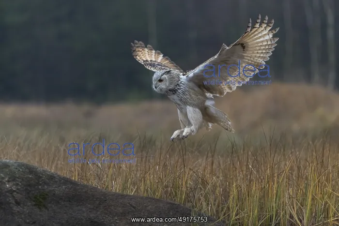 : One Siberian Eagle Owl (Bubo bubo sibiricus) : One Siberian Eagle Owl (Bubo bubo sibiricus)