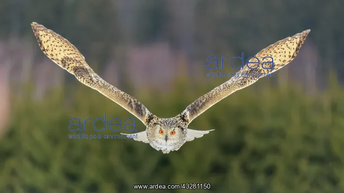  : Siberian Eagle Owl (Bubo bubo sibiricus), adult