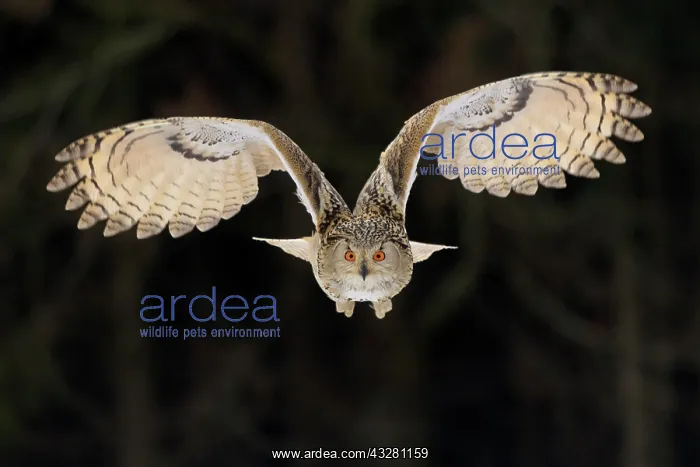 : Siberian Eagle Owl (Bubo bubo sibiricus), adult : Siberian Eagle Owl (Bubo bubo sibiricus), adult