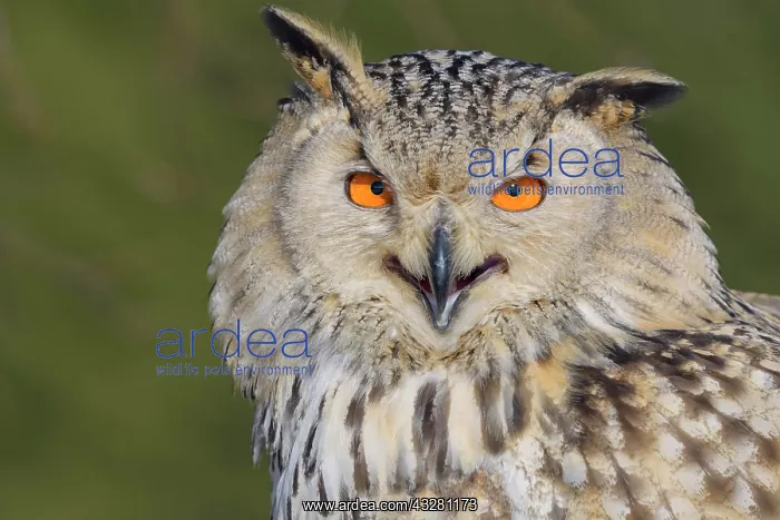 : Siberian Eagle Owl (Bubo bubo sibiricus), adult : Siberian Eagle Owl (Bubo bubo sibiricus), adult