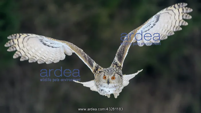  : Siberian Eagle Owl (Bubo bubo sibiricus), adult