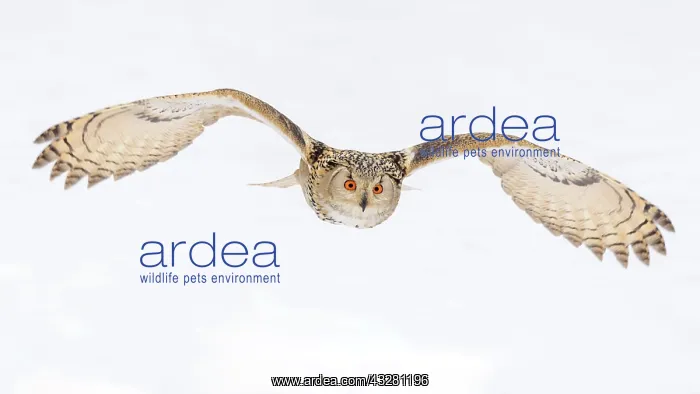 : Siberian Eagle Owl (Bubo bubo sibiricus), adult : Siberian Eagle Owl (Bubo bubo sibiricus), adult