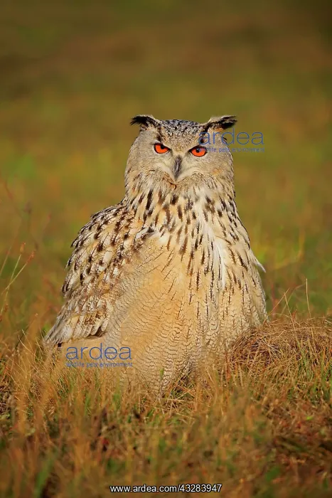 : Siberian Eagle Owl (Bubo bubo sibiricus), adult : Siberian Eagle Owl (Bubo bubo sibiricus), adult