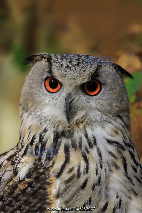 : Siberian Eagle Owl (Bubo bubo sibiricus), adult : Siberian Eagle Owl (Bubo bubo sibiricus), adult