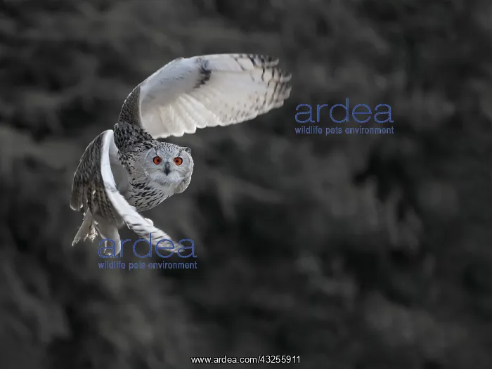  : Siberian Eagle-owl (Bubo bubo sibiricus) in fli