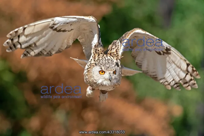 : Siberian Eagle Owl (Bubo bubo sibiricus) flying : Siberian Eagle Owl (Bubo bubo sibiricus) flying