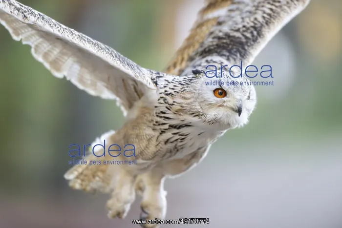 : Siberian eagle-owl (Bubo bubo sibiricus) flying : Siberian eagle-owl (Bubo bubo sibiricus) flying