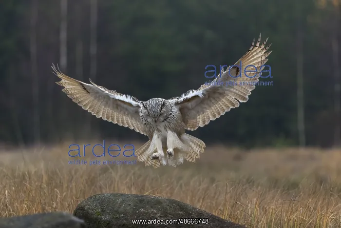 : One Siberian Eagle Owl (Bubo bubo sibiricus) landing on a : One Siberian Eagle Owl (Bubo bubo sibiricus) landing on a