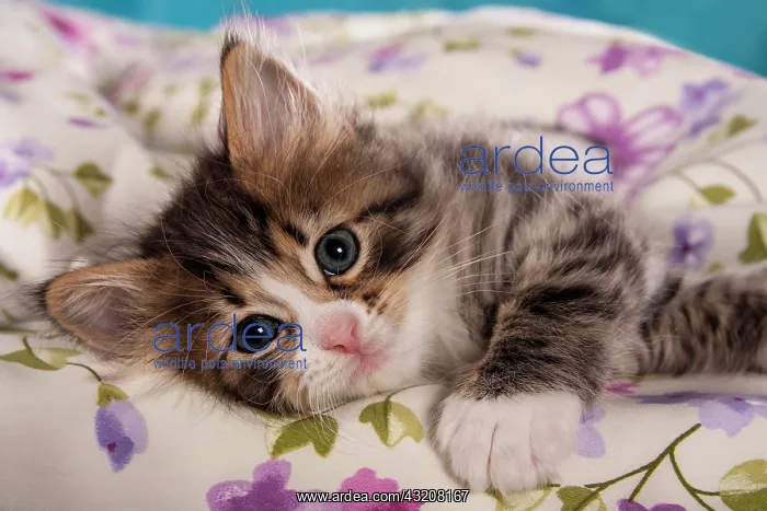 : Siberian Forest Cat, kitten : Siberian Forest Cat, kitten