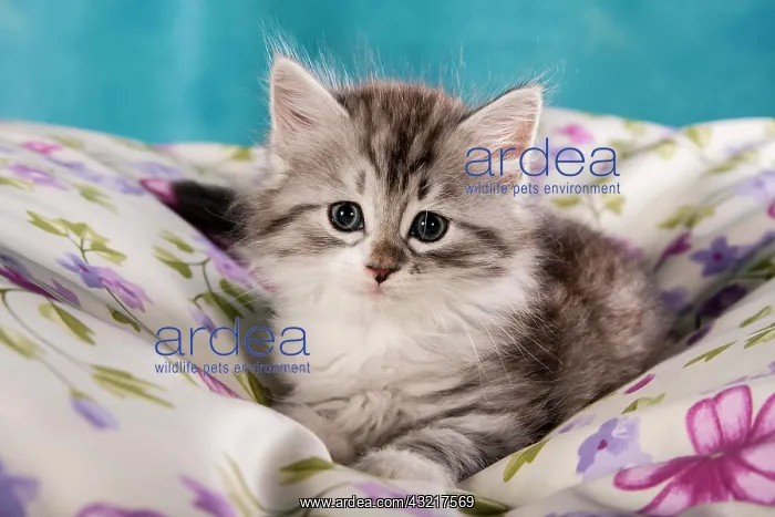 : Siberian Forest Cat, kitten : Siberian Forest Cat, kitten