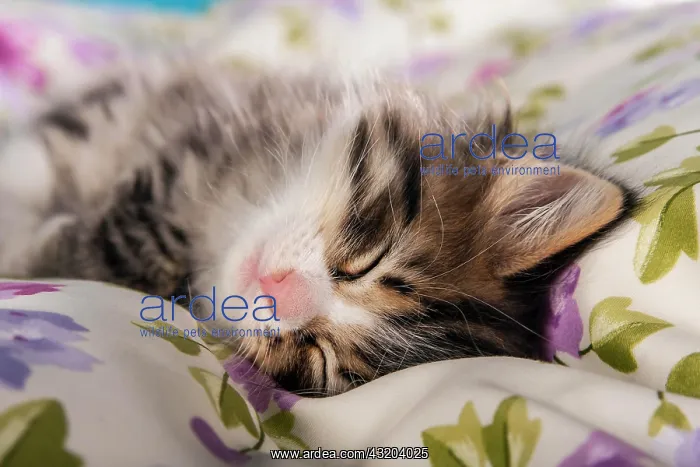 : Siberian Forest Cat, sleeping kitten : Siberian Forest Cat, sleeping kitten