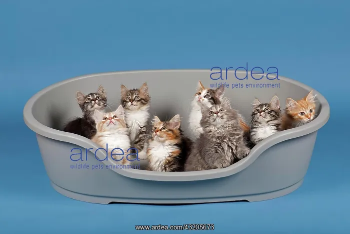 : Siberian forest cats, kittens, kittens, 7 weeks : Siberian forest cats, kittens, kittens, 7 weeks